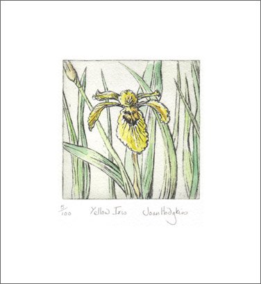 yellow iris etching